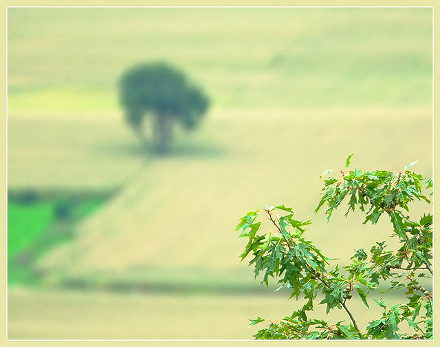 Distant Tree