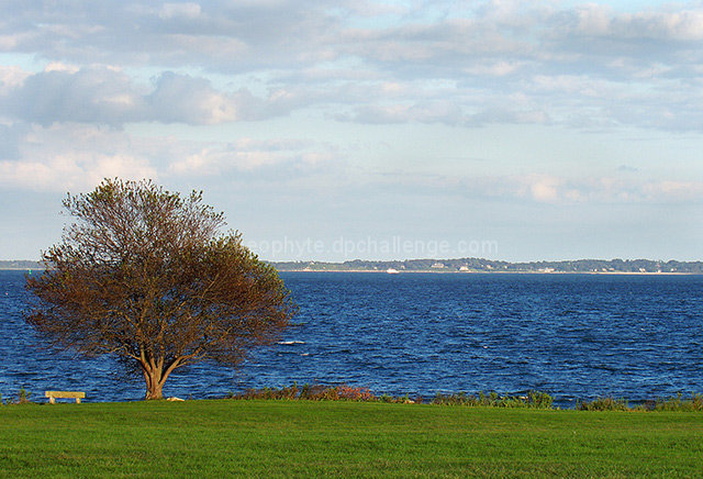 Lone Tree by the Sea