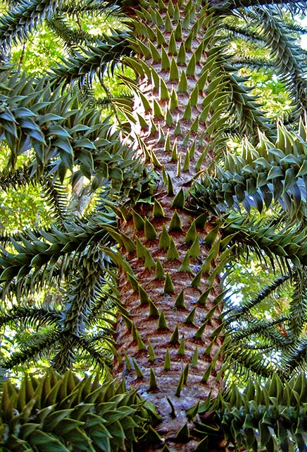 Monkey Puzzle  Tree