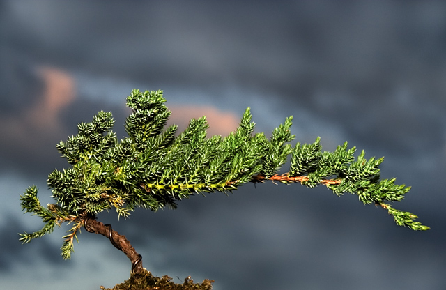 Leaning Left Bonsai