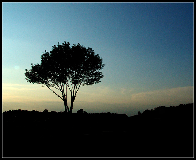 Tree in Twilight