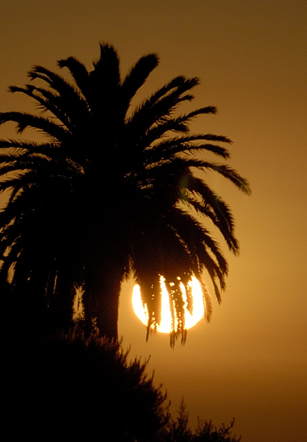 Palm Tree Sunset