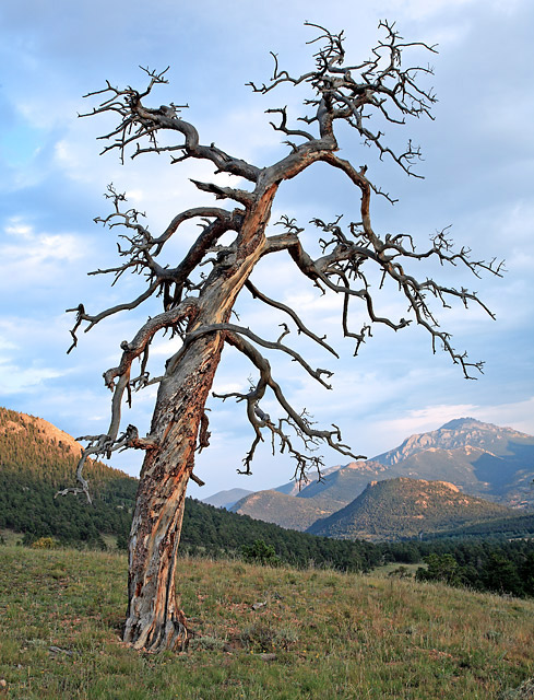 Old Twisted Pine