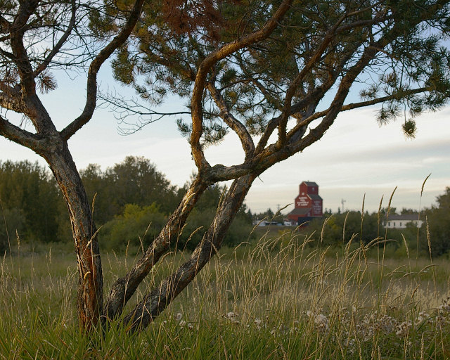 Little Tree on the Prairie