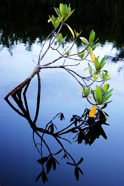 Baby Mangrove