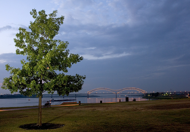 river tree