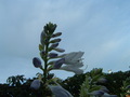 Solitaire