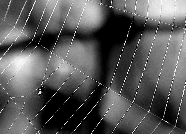 Web Geometry