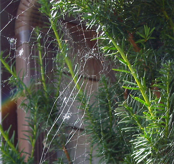 Alien Geometry -- Delicate but Deadly