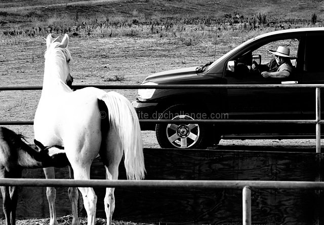 Every afternoon a sugar cube dealer would slowly cruise the corral looking for "customers"