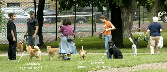 "Beware! A stray human (in Black) off the leash! Should we call the authorities?"