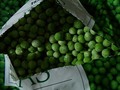 Seeds Noir