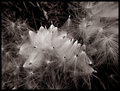 Wishing Windy Whispers