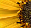 Pollen and Seeds (Sunflower)