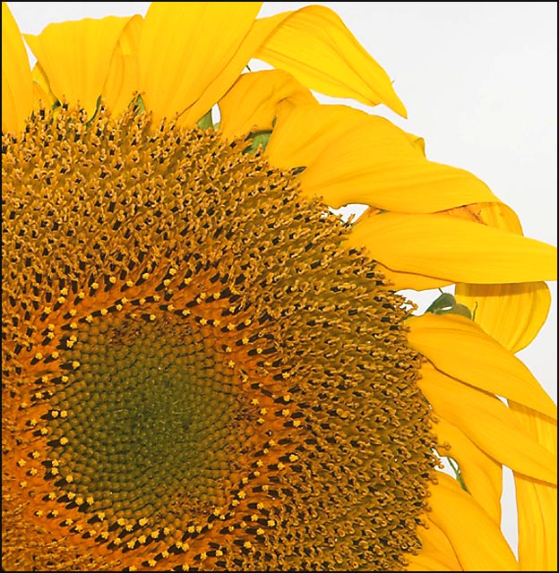 growing sunflower seeds