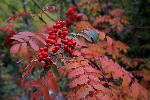 Mountain Ash - Seed distribution strategy