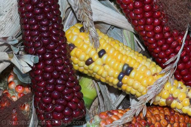 Fall Harvest