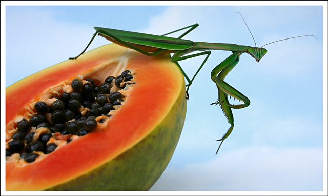 Papaya Seeds or Mantis Eggs?