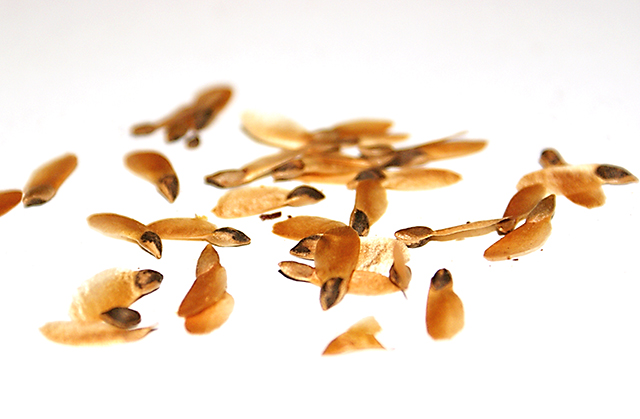 Scattered Pine seeds