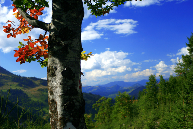 Seeds of Autumn