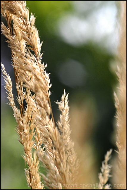 Wind-Blown Grass