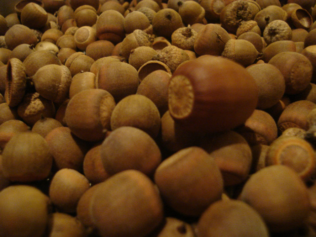 Acorns