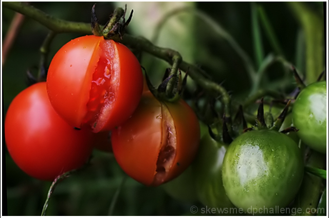 Delicious Seed Coatings