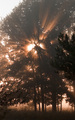 Sunlight Through the Trees