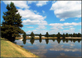 Treelined Lake