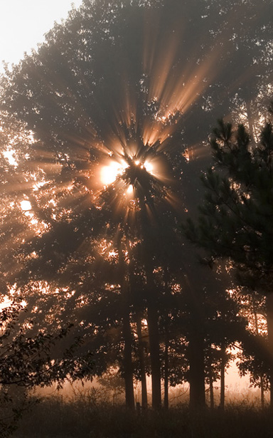 Sunlight Through the Trees