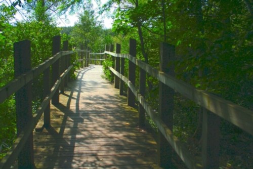 "Into the Marsh"