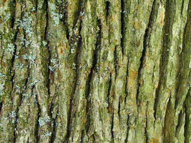 Lines of an Elm