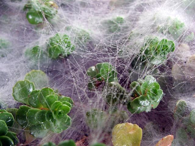 What a Magical Web We Weave