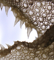 Macroscopic Teeth?