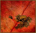 Gold Leafing