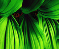 Dancing Dress Leaves