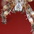 Ittsy bitsy spider - Macro Love