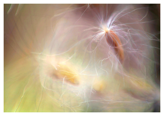 Dance of the fairies!