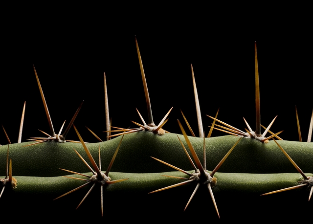 Valley of Thorns