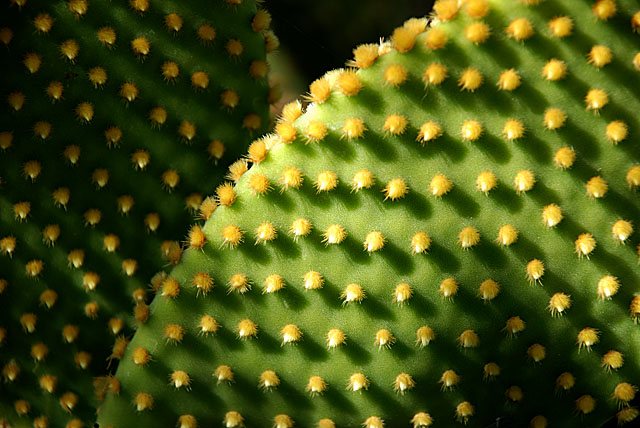 Cacti Stars