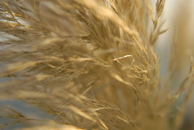 Sea Oats