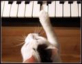 Symphony in 'Meow Major'