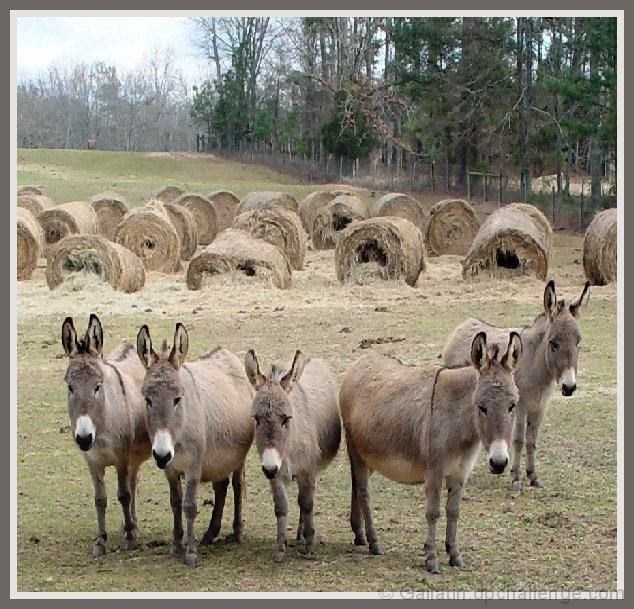 HayAgain, How About Some Carrots Lady?