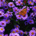 In fields of gold and purple, do I fleet and feed, my dance of life fulfilled ...