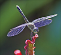 Purple Gossamer Wings