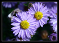 Purple Floral World