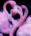 Corazon Flamingo