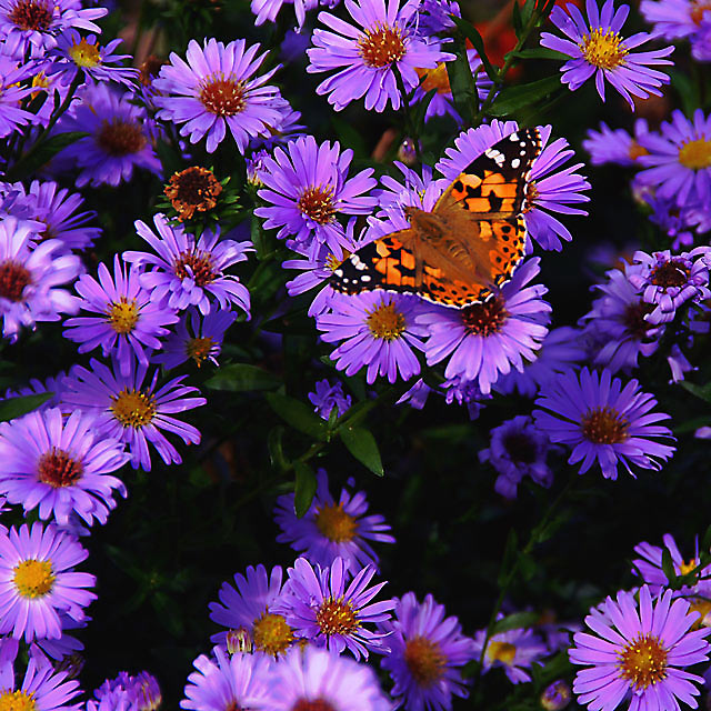 In fields of gold and purple, do I fleet and feed, my dance of life fulfilled ...