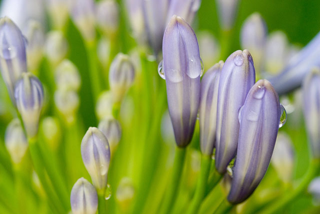 Like Painted Flowers