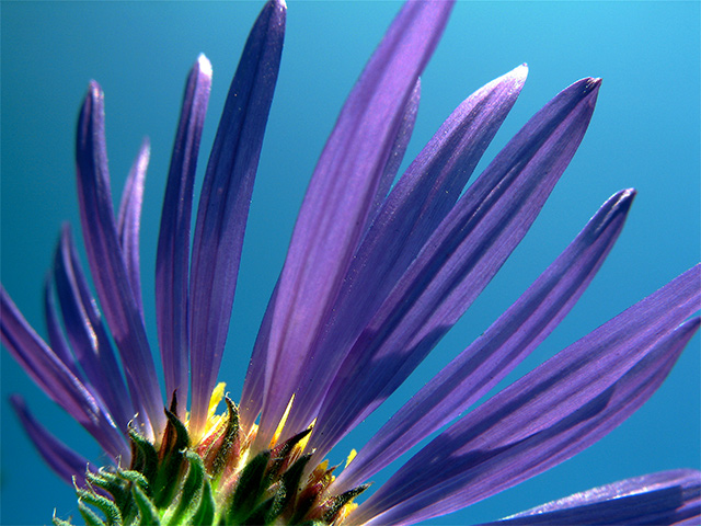 September Aster
